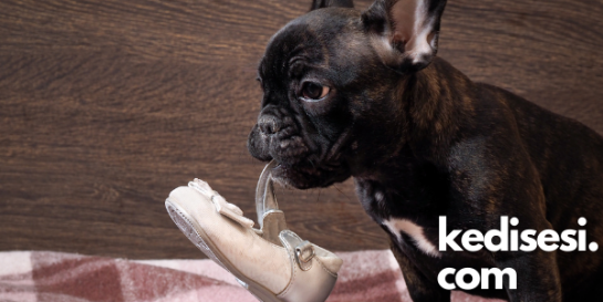 Köpekler Ayakkabılar İle Neden Oynar? ️ Kedi Sesi