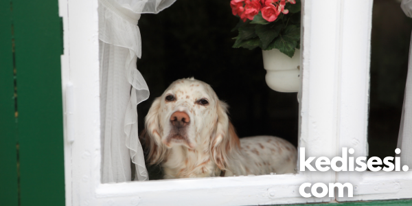 Köpekler Evde Yalnız Kalabilir mi? ️ Kedi Sesi