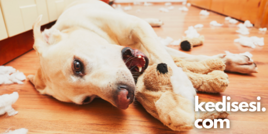 Köpekler Evde Yalnız Kalabilir mi? ️ Kedi Sesi