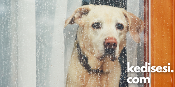 Köpekler Evde Yalnız Kalabilir mi? ️ Kedi Sesi