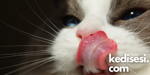 Kedi Dilinin En Önemli Özelliği