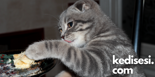 Kediler Tatlıların Tadını Alabilir mi? ️ Kedi Sesi