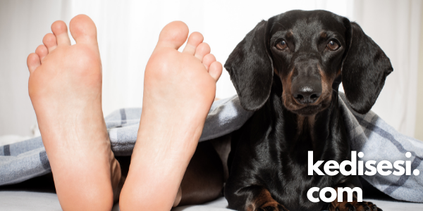 Köpekler Neden Ayak Ucumuzda Yatar? ️ Kedi Sesi