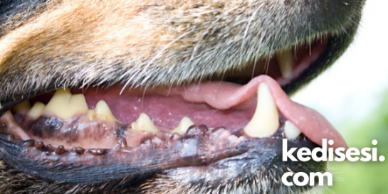 Piyoderma Köpeklerde Mukokutanöz Piyoderma Nedir? - Kedi Sesi