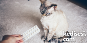 Kedilere ilaç nasıl içirebiliriz?