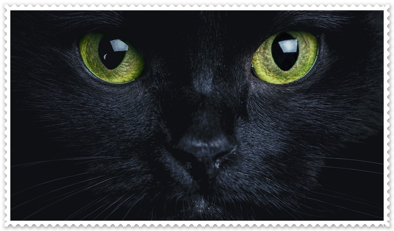 Rüyada Siyah Kedi Görmek Neye Yorumlanır?