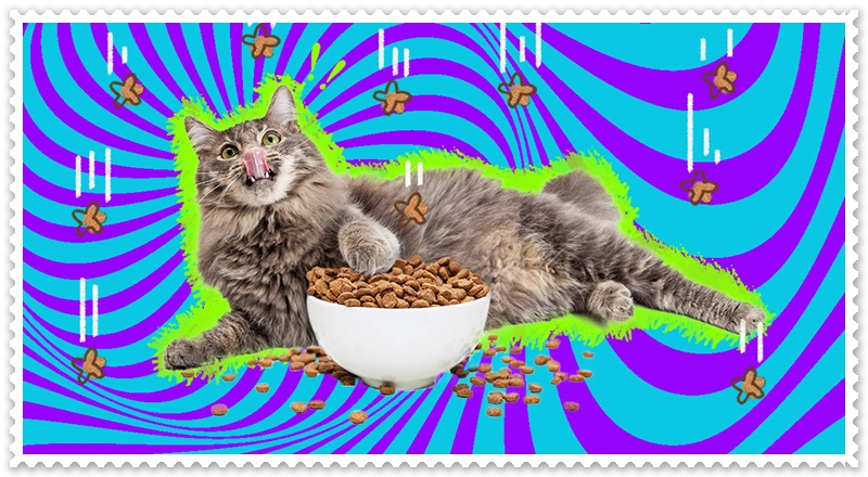 Kedi Çok Yemek Yerse Ne Olur