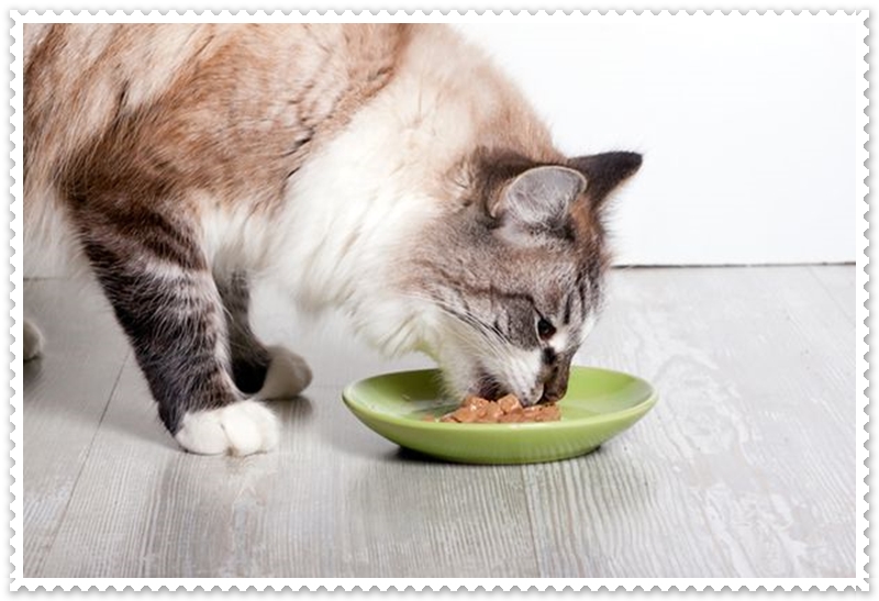 Kediler Kaç Saatte Bir Yemek Yer?