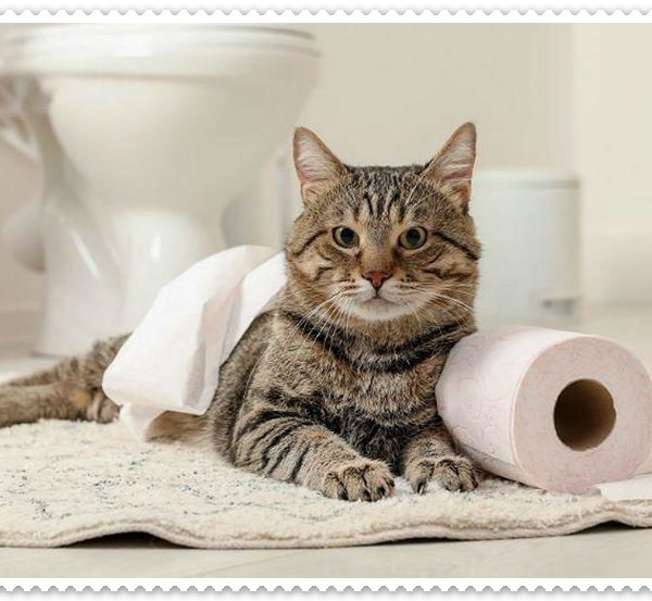 Kedi Ev Tuvaletine Nasıl Alıştırılır?