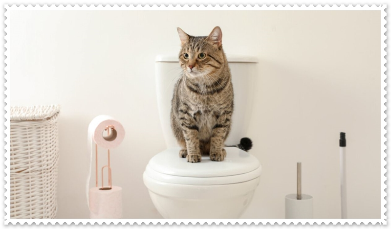 Kedi Ev Tuvaletine Nasıl Alıştırılır?