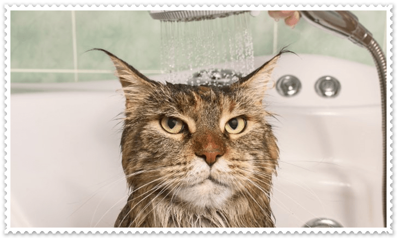 Kediler İçin Şampuan