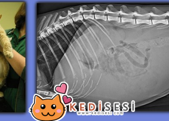 Kedilerde FIP ve Belirtileri 4 Kedilerde FIP ve Belirtileri